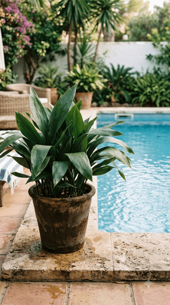 Sago Palm – Old-World Elegance, Effortless Upkeep