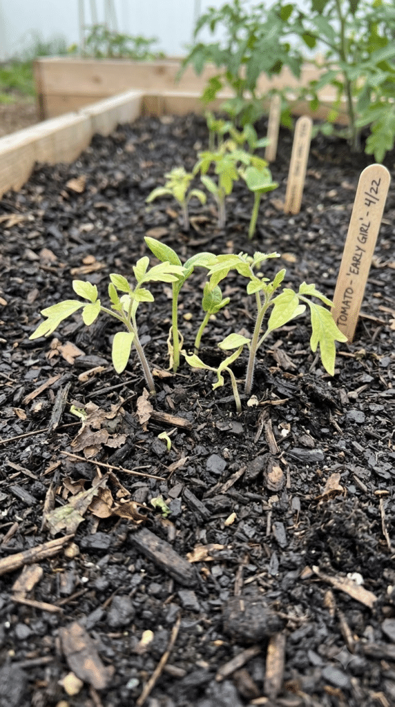 Seedlings Planted a Little Too Soon